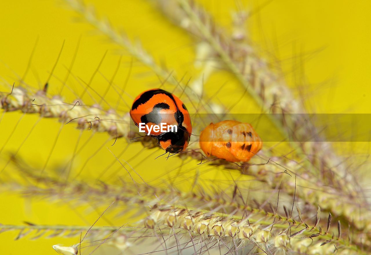 Close-up of ladybug on yellow leaf