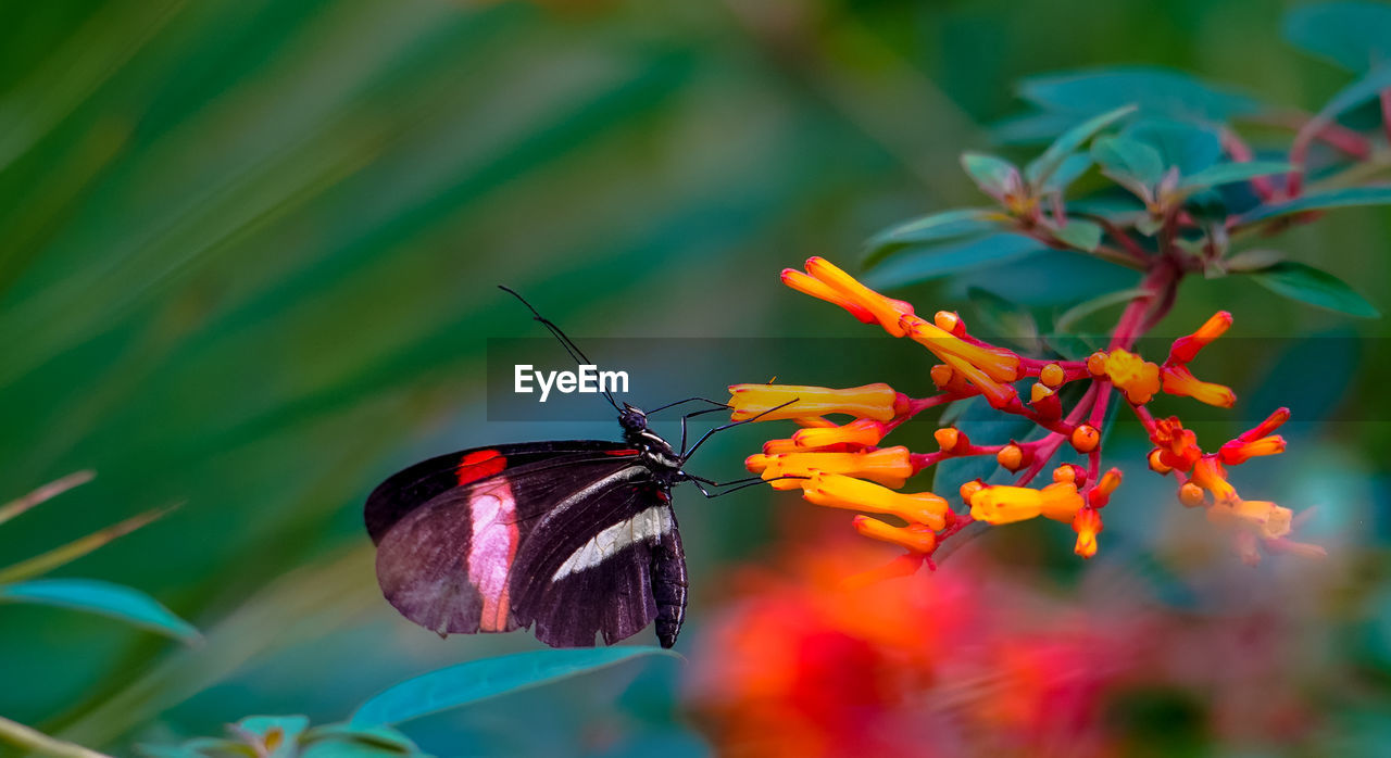 close-up of butterfly on flower