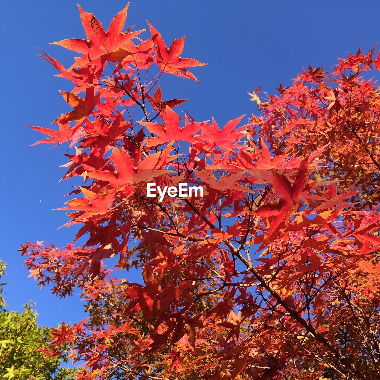 LOW ANGLE VIEW OF MAPLE TREE