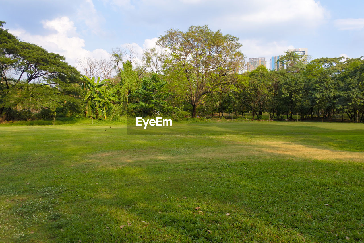 Trees on field against sky