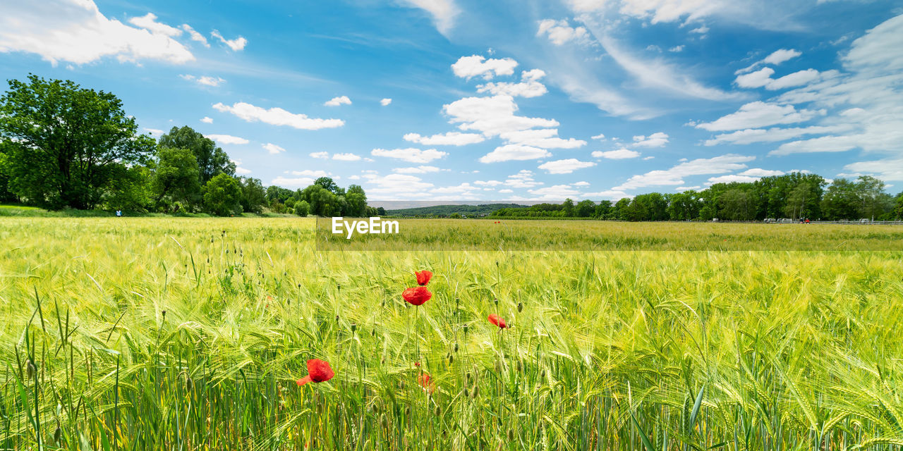 RED POPPIES ON FIELD AGAINST SKY