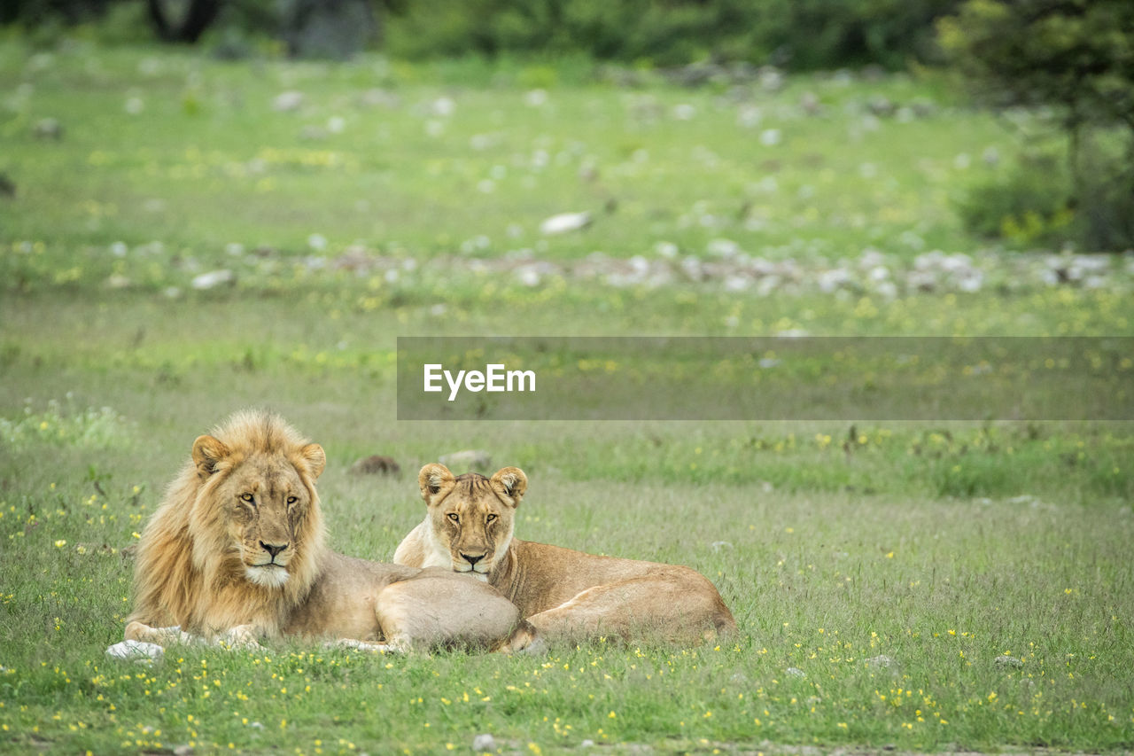 Lion and lioness sitting on field