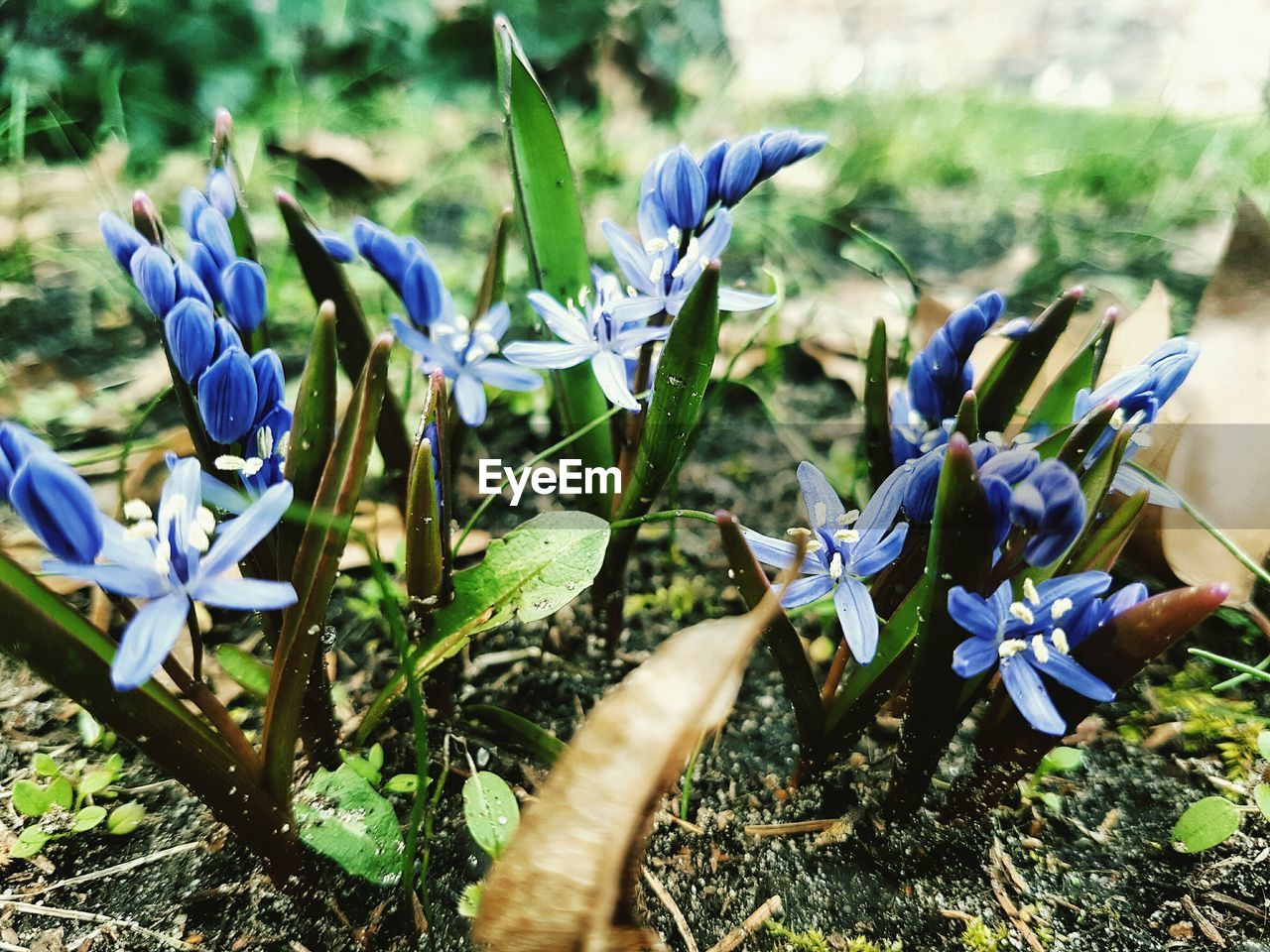 CLOSE-UP OF PURPLE FLOWERS BLOOMING