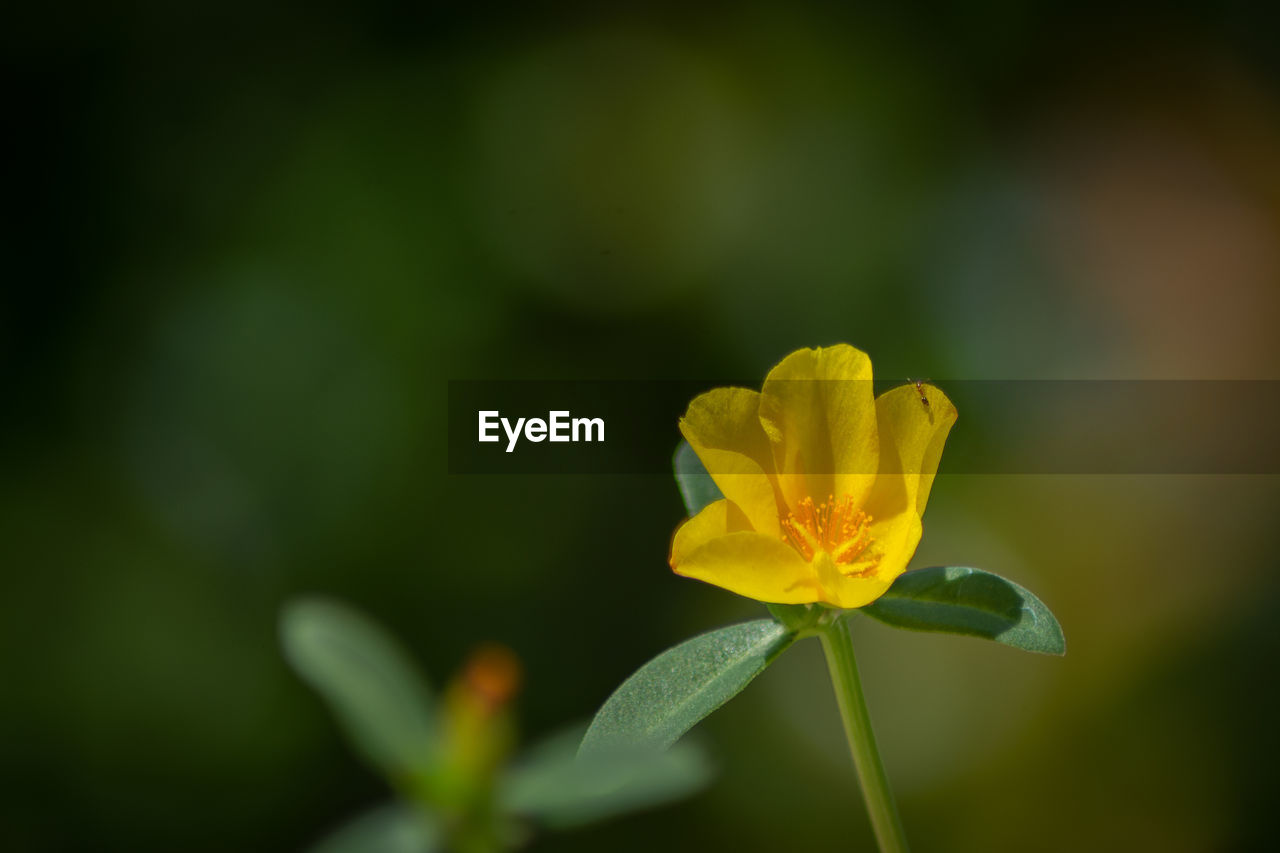 Close-up of yellow flowering plant