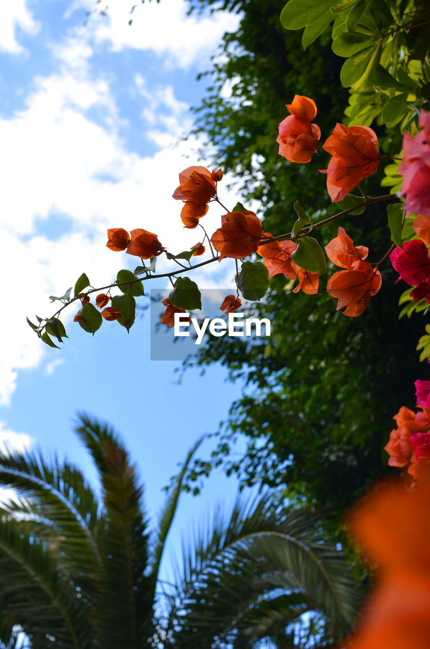 High section of flowers against the sky