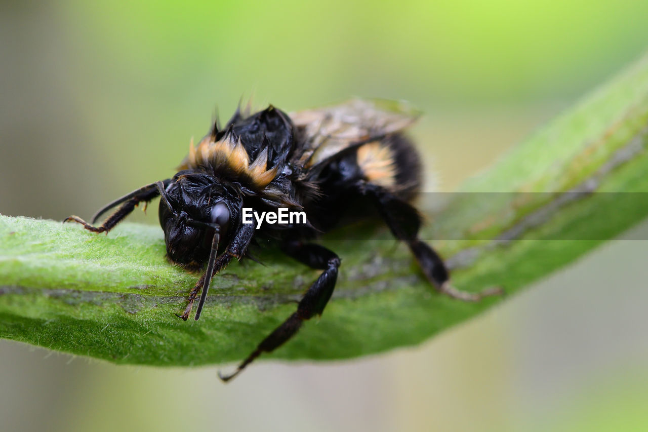 Macro shot of a wet bumblebee on a runner bean