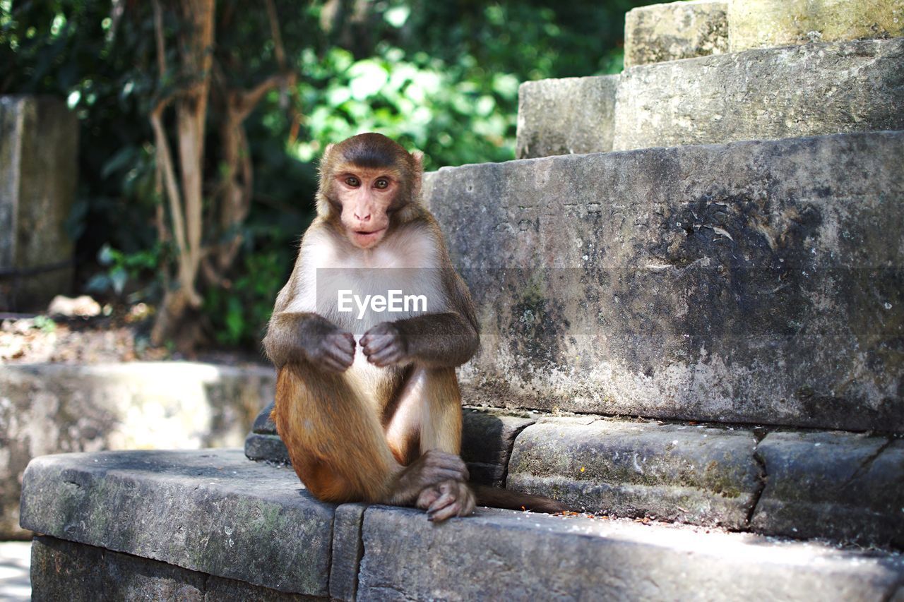 Portrait of monkey sitting on staircase