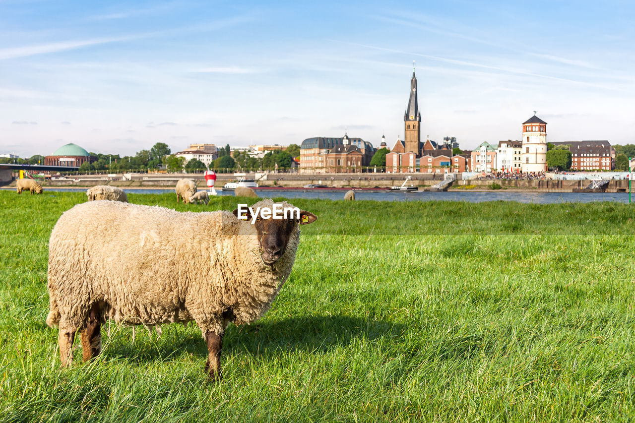 VIEW OF SHEEP ON GRASS