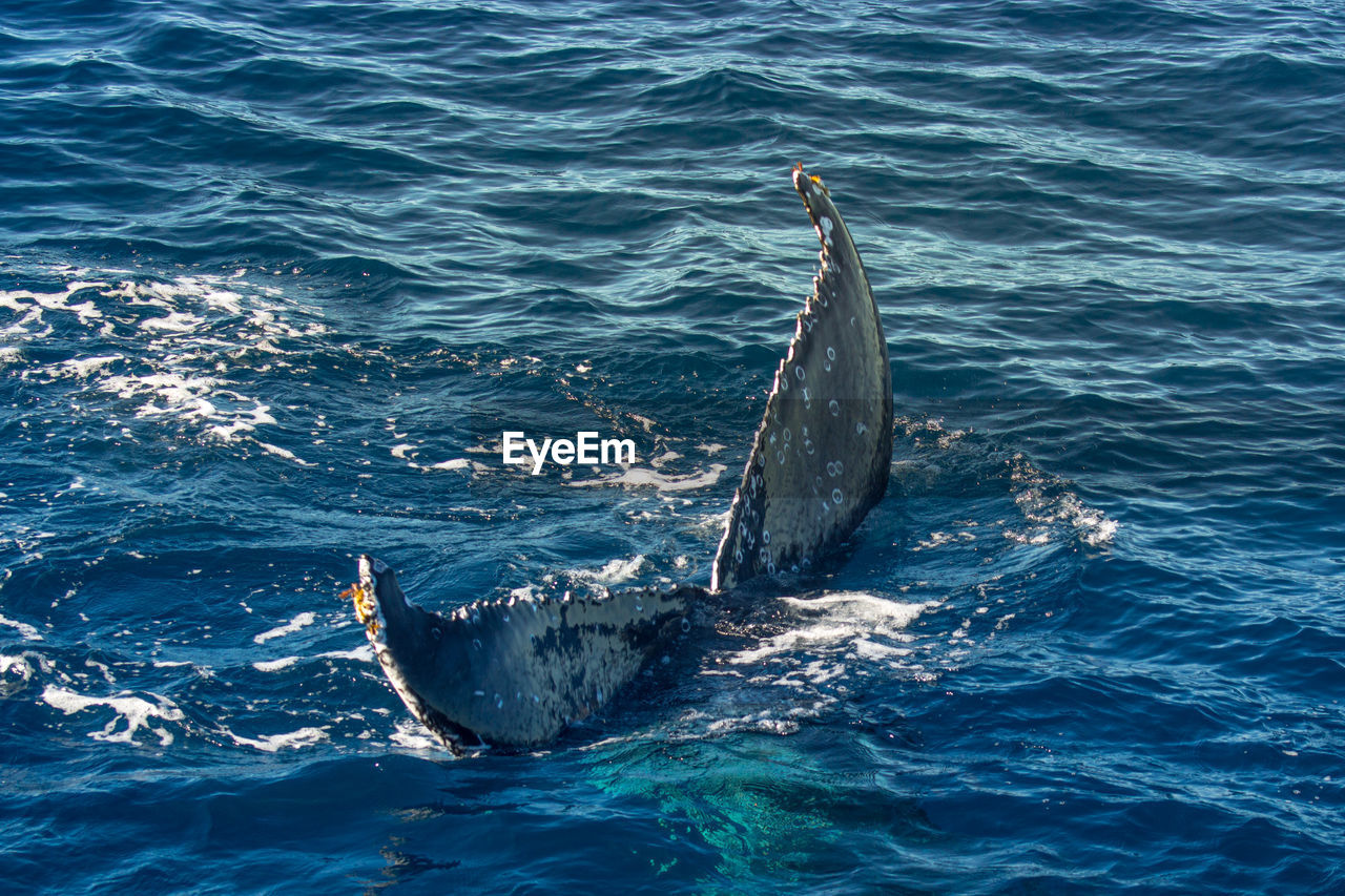 View of humpback tail fin