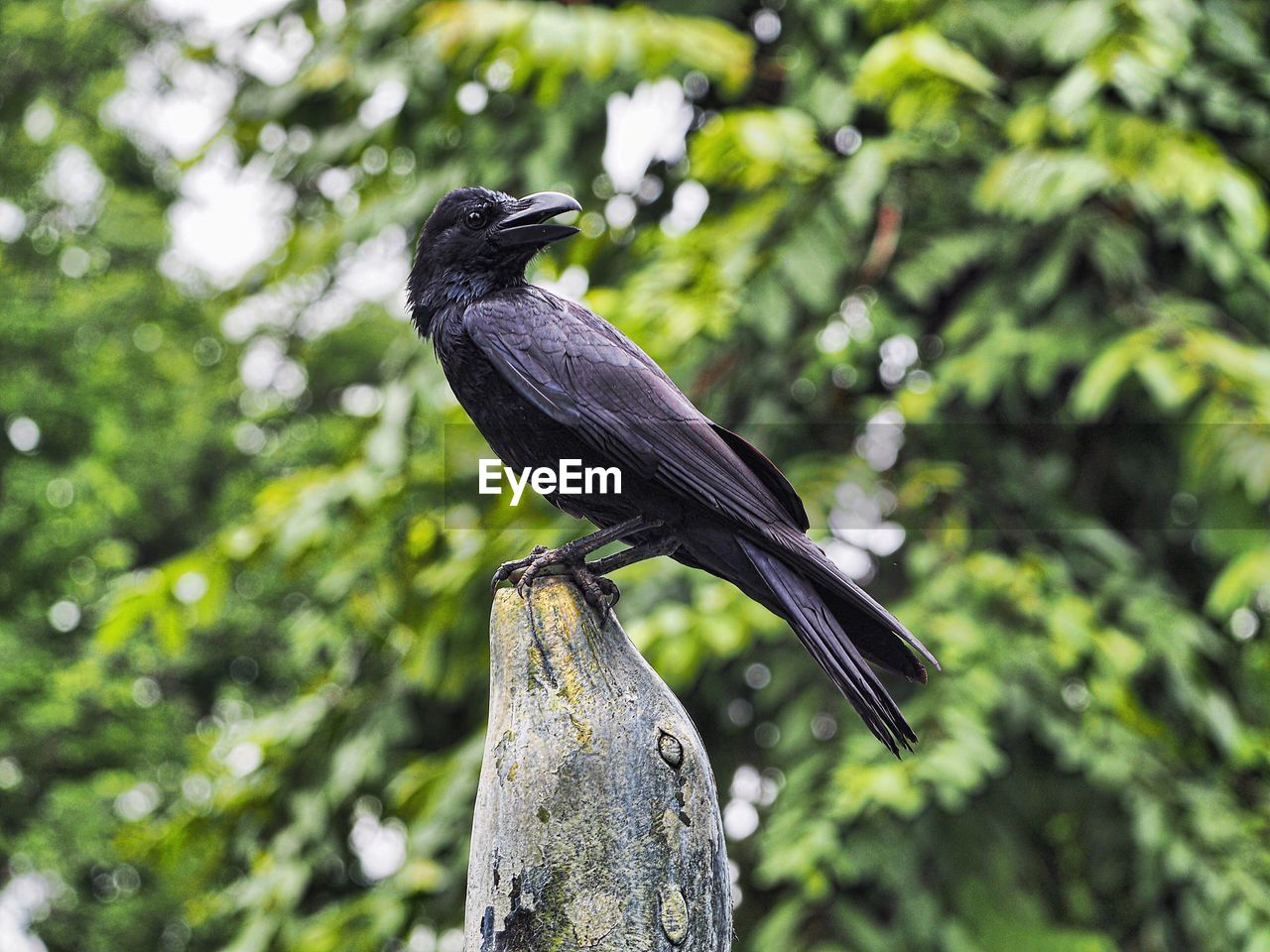 Low angle view of bird perching on tree