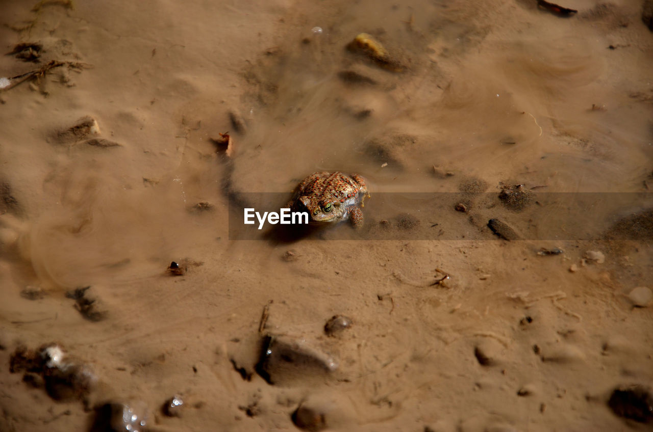 High angle view of frog on wet sand