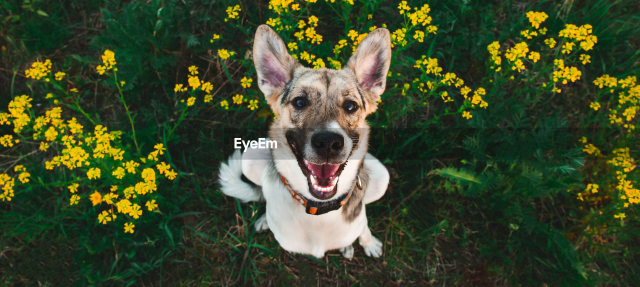 PORTRAIT OF A DOG ON THE GROUND