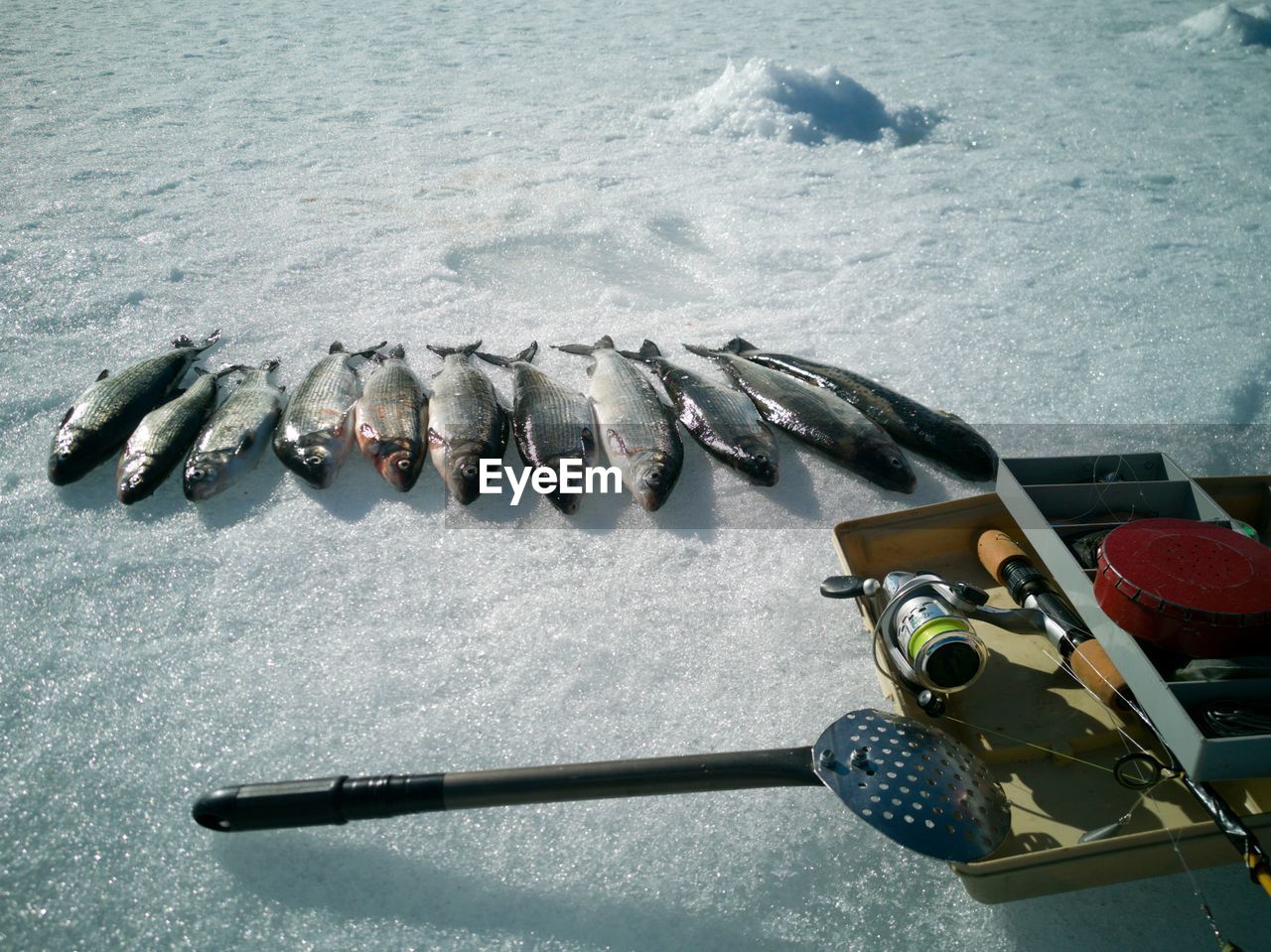 HIGH ANGLE VIEW OF FISH ON FISHING NET