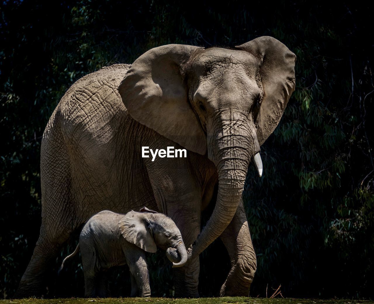 Mother and calf elephant in a forest 