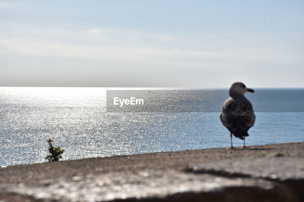 BIRD PERCHING BY SEA AGAINST SKY