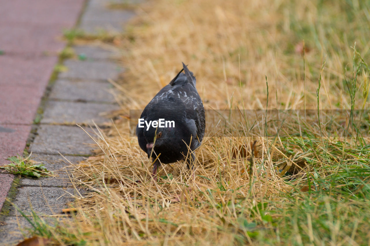 High angle view of pigeon on grassy field