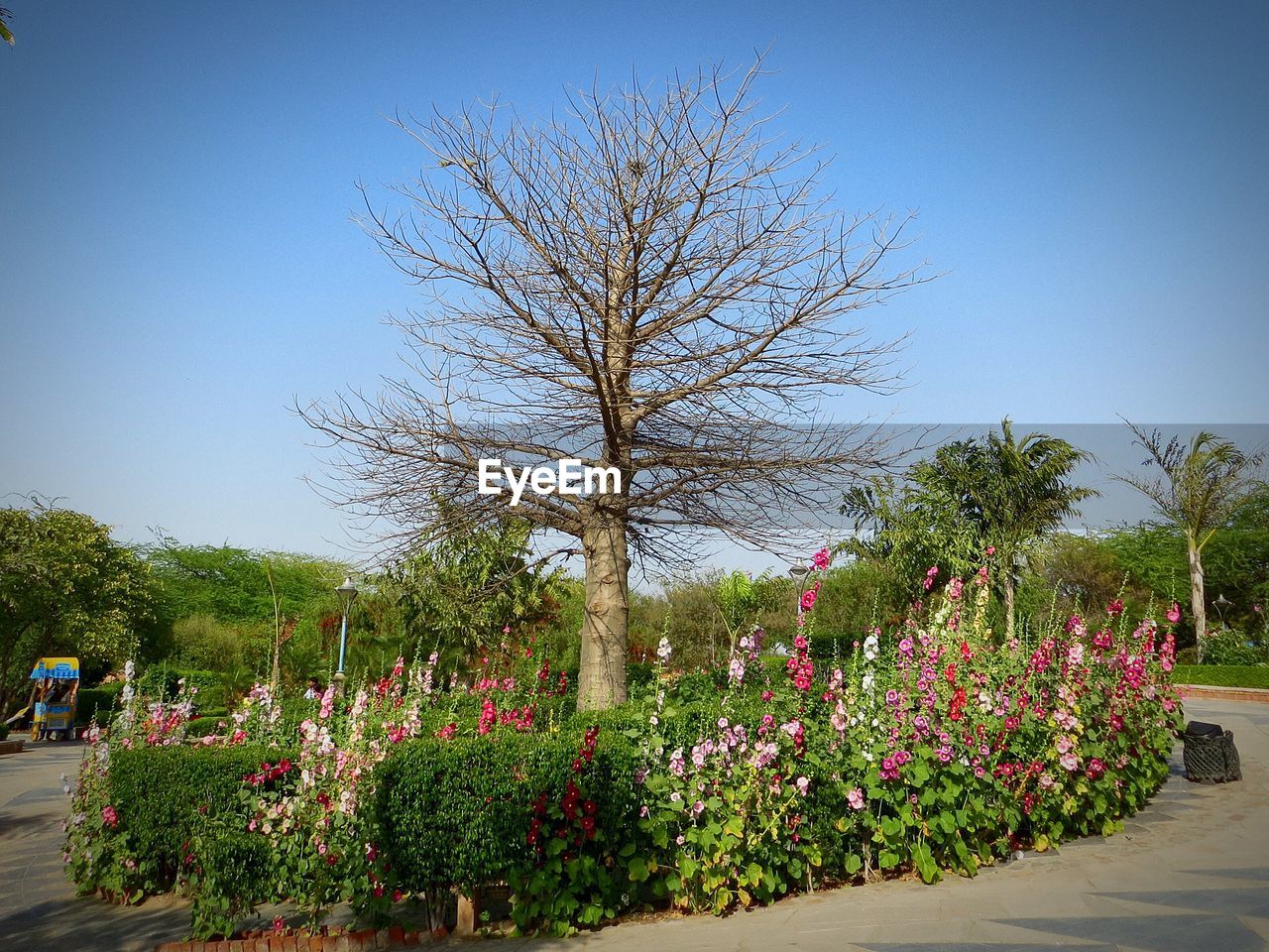 VIEW OF PLANTS AGAINST BLUE SKY