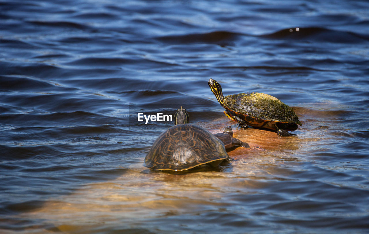 TURTLE IN A LAKE