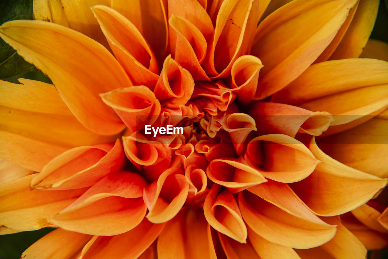 CLOSE-UP OF YELLOW DAHLIA