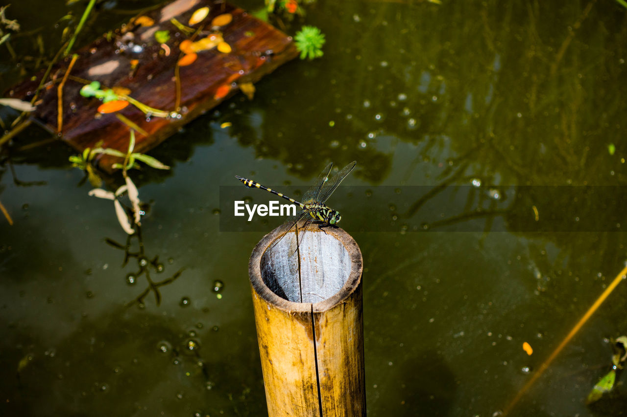 High angle view of dragonfly on wooden post in lake