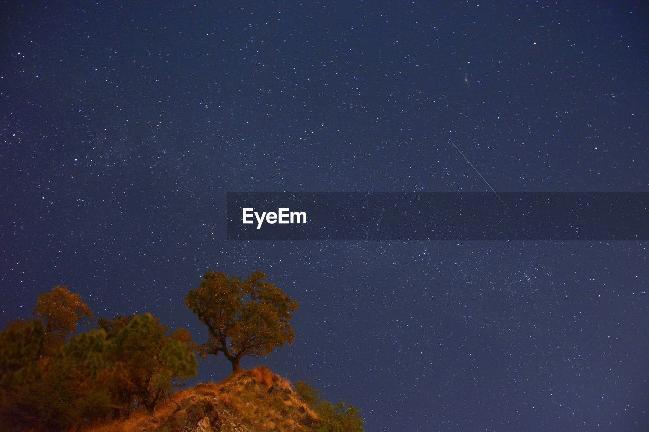 Low angle view of trees against star field at night