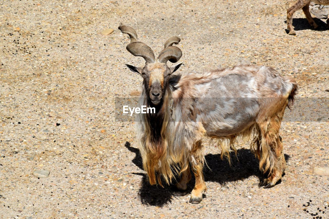 Goat standing outdoors