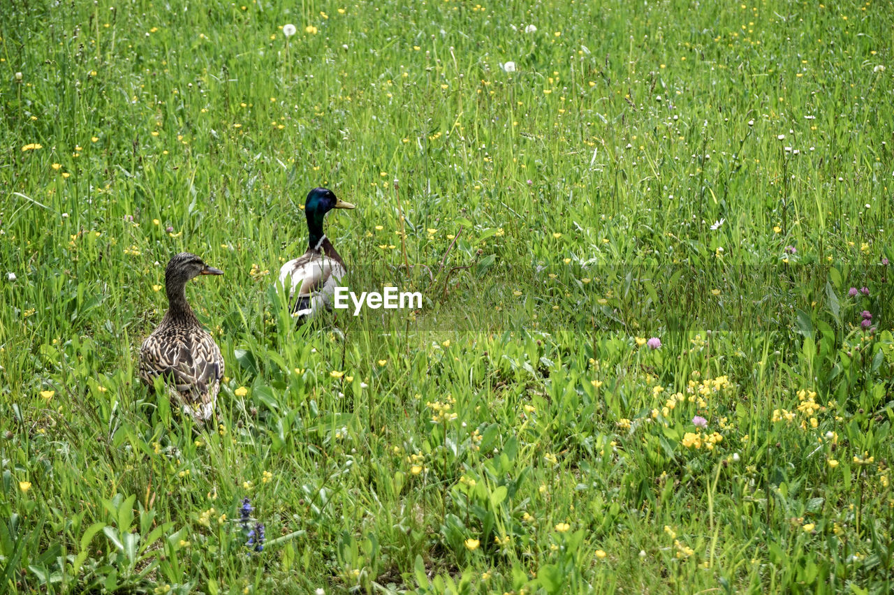 VIEW OF BIRDS ON GRASS