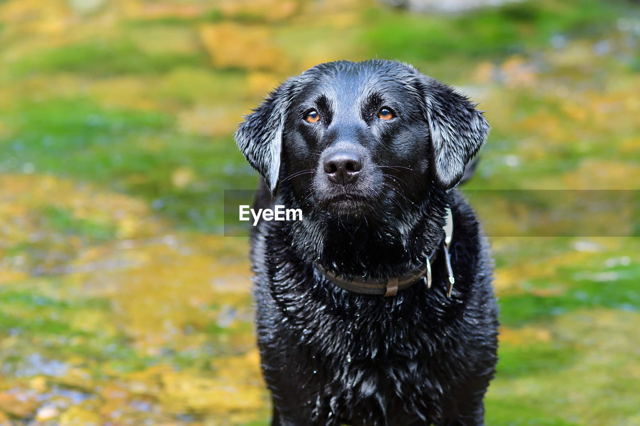 Portrait of a wet black labrador standing in a river 