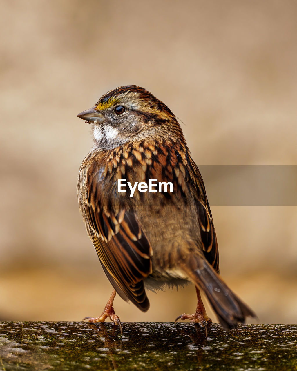 CLOSE-UP OF BIRD PERCHING ON A WOOD