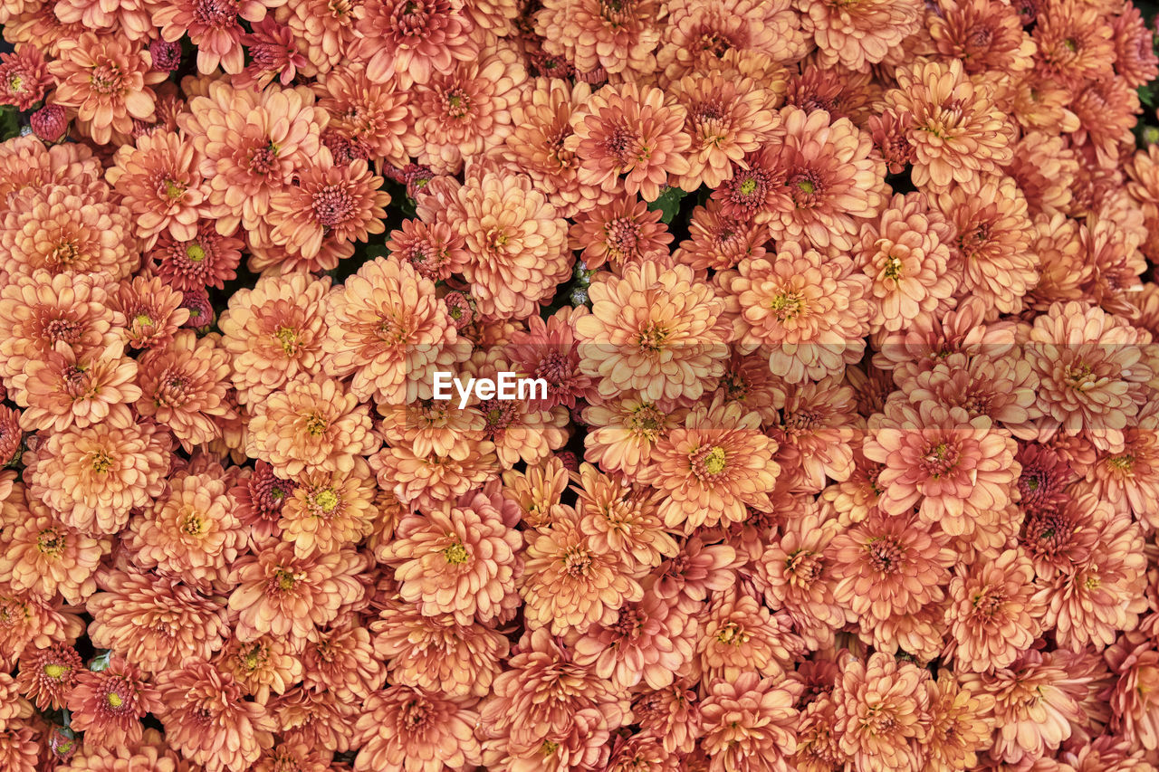 Blooming plant chrysanthemum multiflora with bright orange flowers as floral autumn background. 