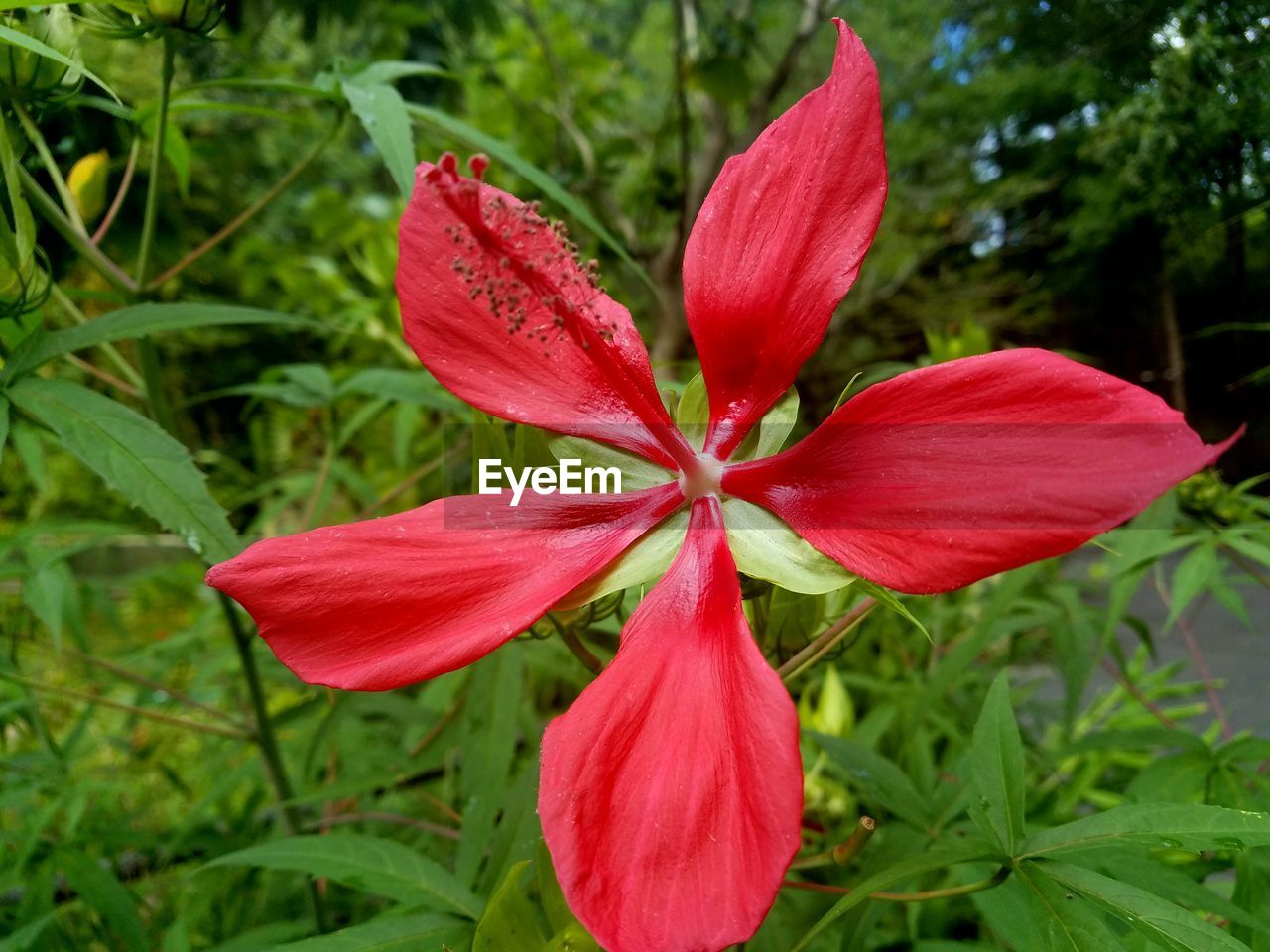 CLOSE-UP OF PINK FLOWERS IN PARK