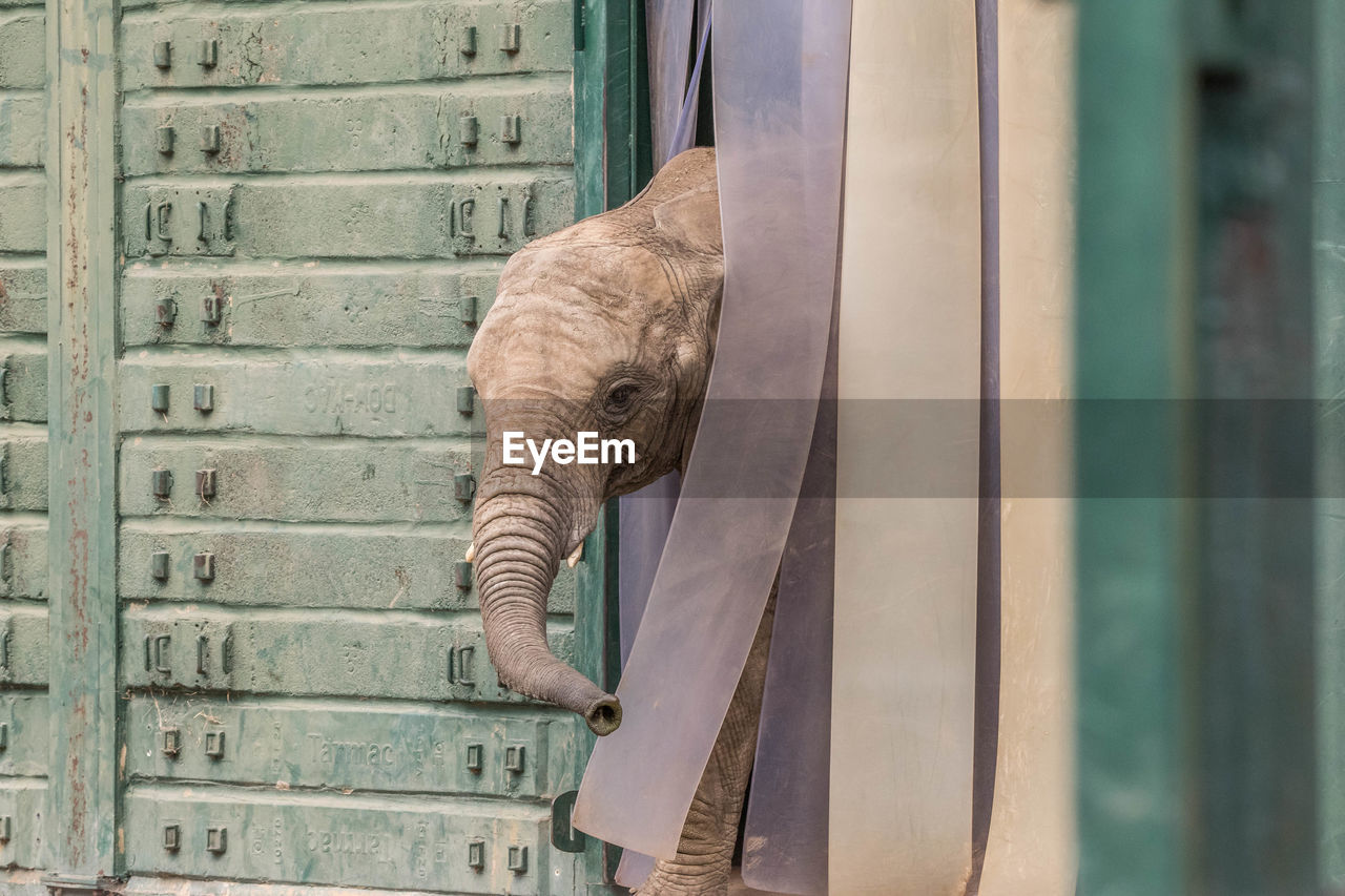 SIDE VIEW OF A CAT AGAINST WALL