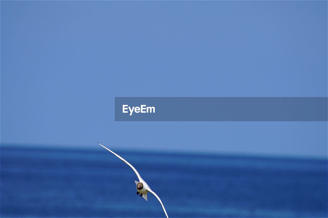 Black-headed gull flying over sea against clear sky