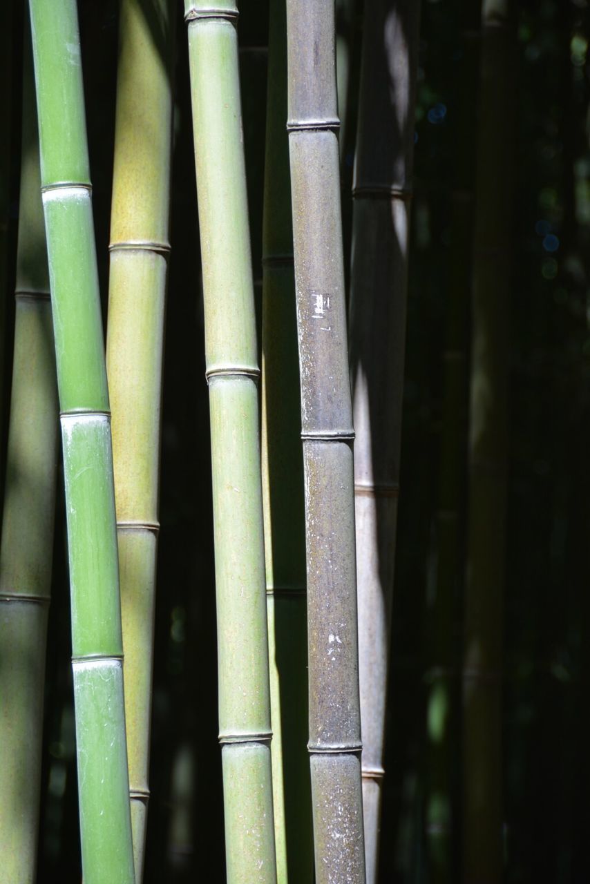 Close-up of bamboo on field