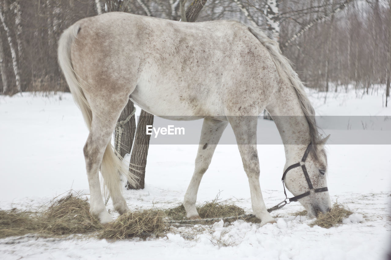 Horse standing on snow field during winter