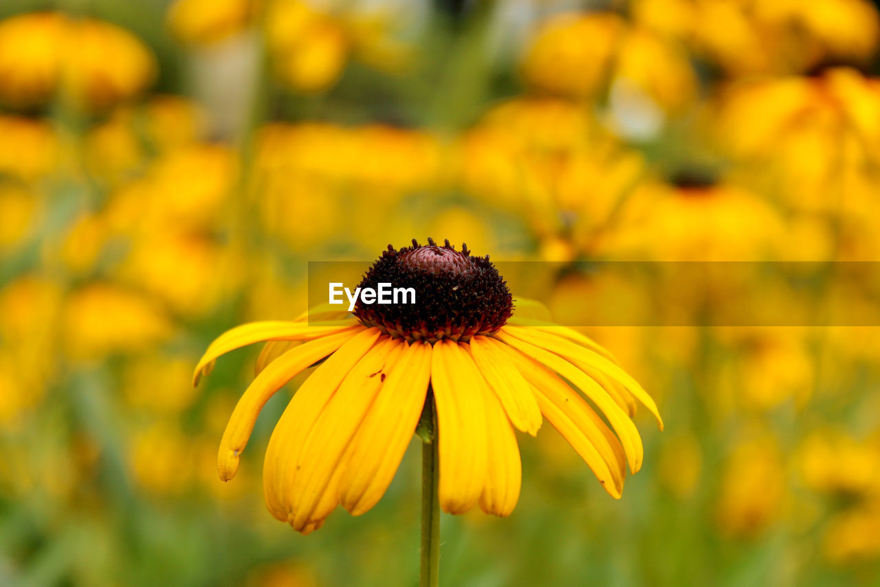 flower, flowering plant, plant, yellow, freshness, beauty in nature, flower head, growth, black-eyed susan, fragility, close-up, nature, petal, focus on foreground, inflorescence, field, no people, pollen, sunflower, prairie, meadow, outdoors, day, macro photography, botany, springtime, selective focus, summer