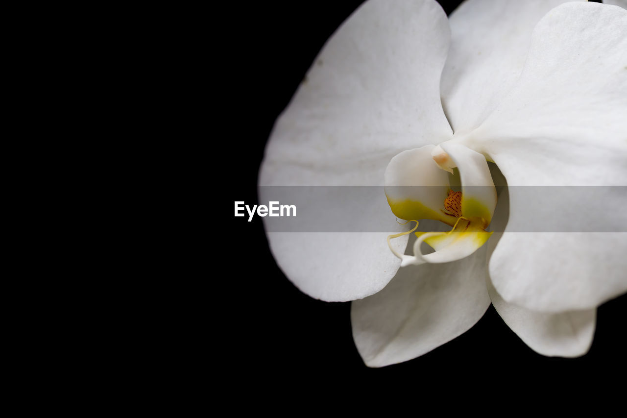 CLOSE-UP OF WHITE FLOWER OVER BLACK BACKGROUND