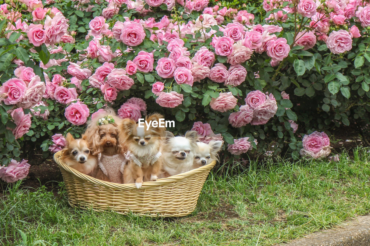 VIEW OF WHITE FLOWERS IN BASKET ON PLANT