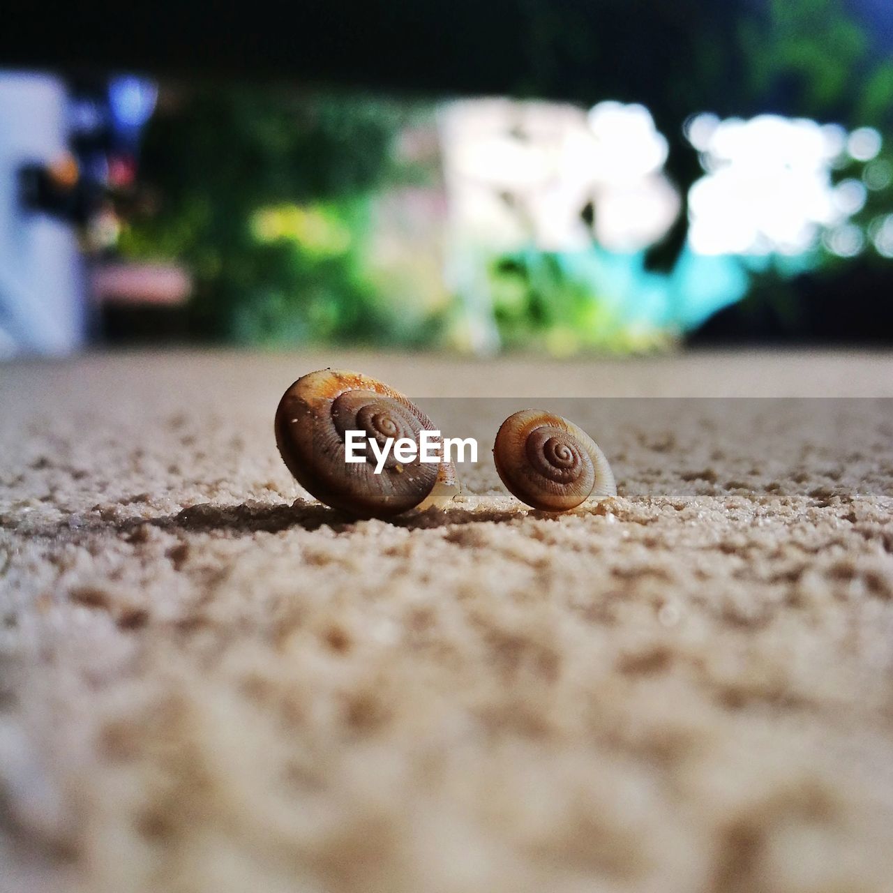 SURFACE LEVEL OF SNAIL ON GROUND