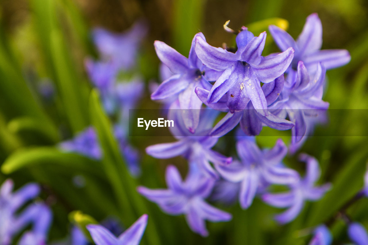 Close-up of purple flowering plant