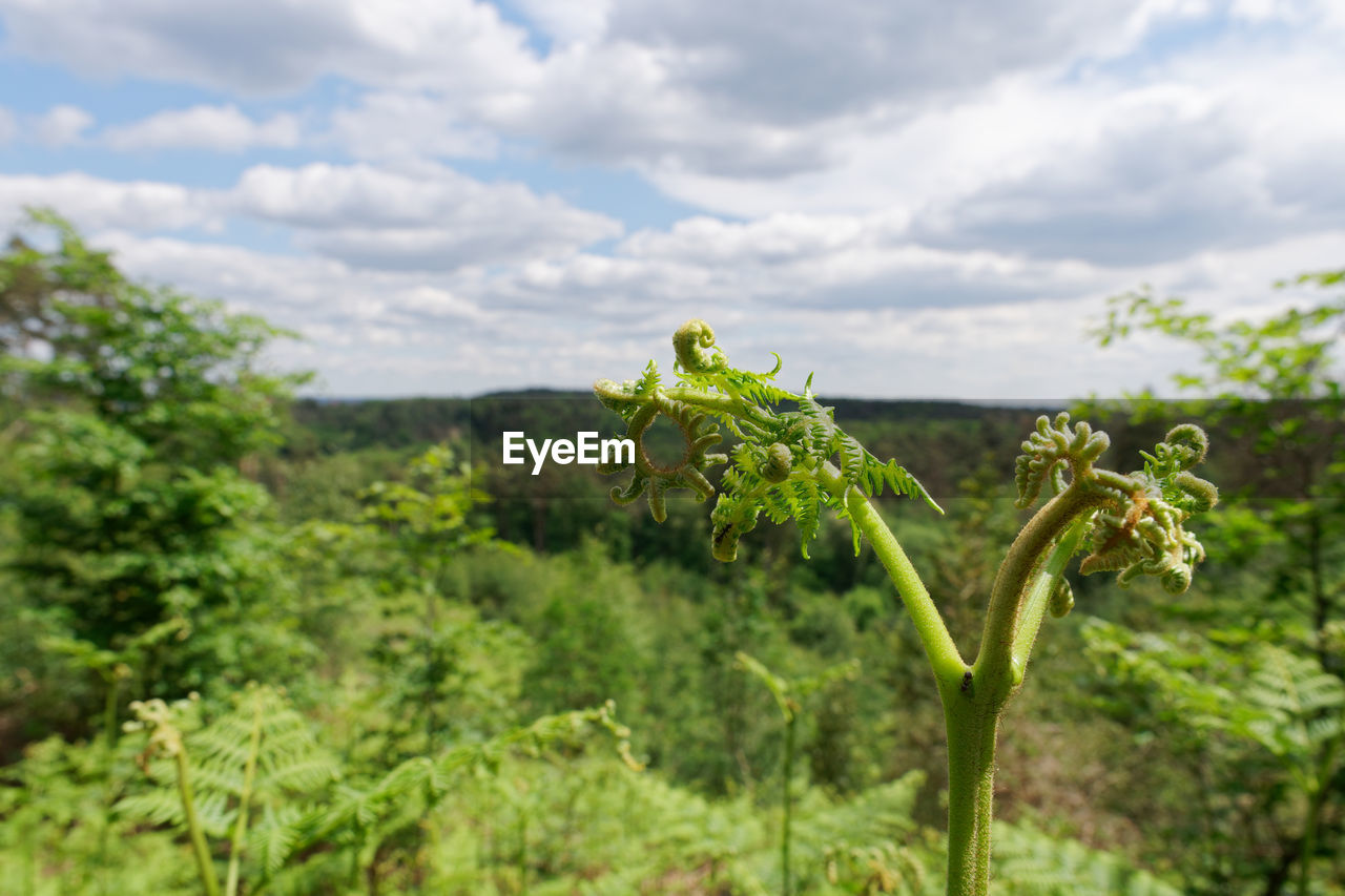 plant, nature, cloud, sky, agriculture, growth, landscape, green, food and drink, food, environment, land, no people, tree, flower, field, beauty in nature, healthy eating, day, rural scene, freshness, leaf, rural area, plant part, outdoors, scenics - nature, vegetation, vegetable, crop, fruit, focus on foreground, farm, produce, meadow, tranquility, wildflower, non-urban scene