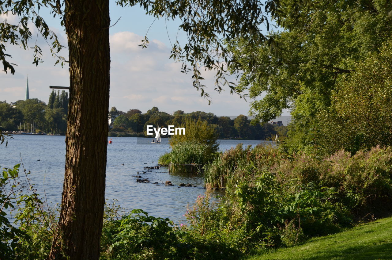 TREES GROWING IN WATER