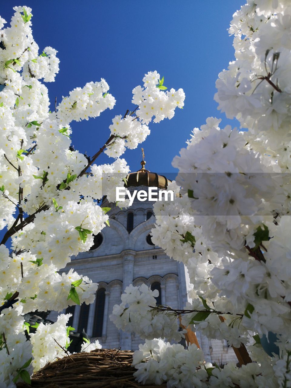 LOW ANGLE VIEW OF WHITE FLOWERING TREE AGAINST BUILDING