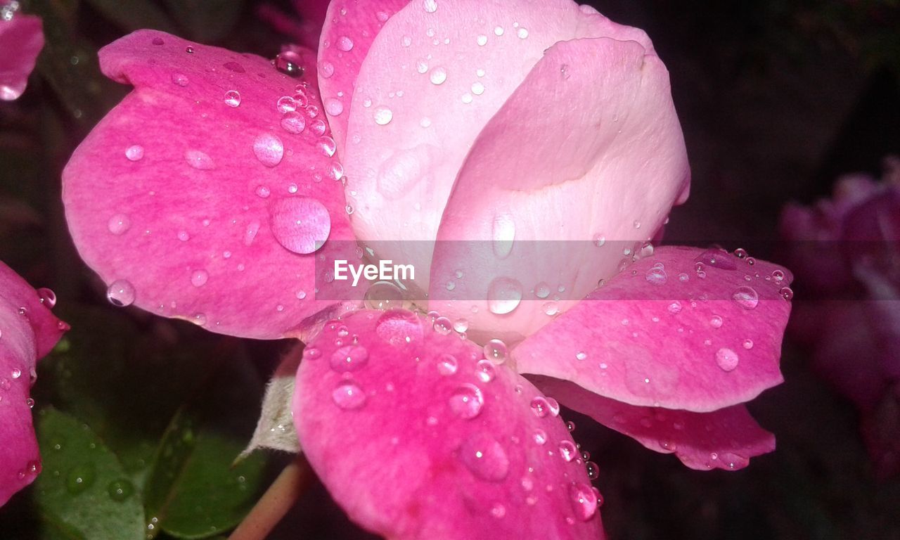 CLOSE-UP OF WATER DROPS ON PINK FLOWER BLOOMING OUTDOORS
