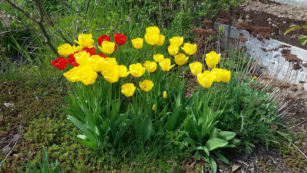 Close-up of yellow flowers