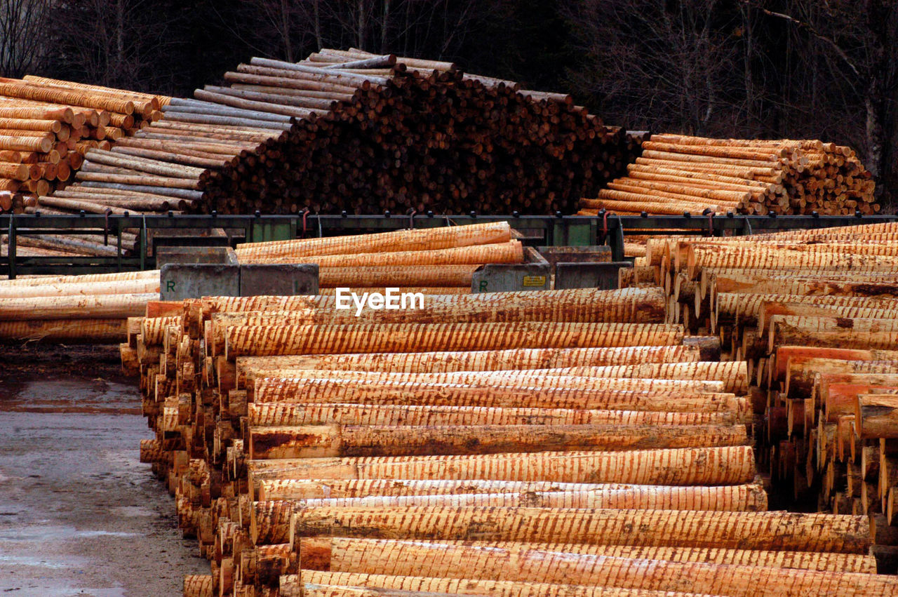 Trees without bark in an industrial wood storage area, forest in the back