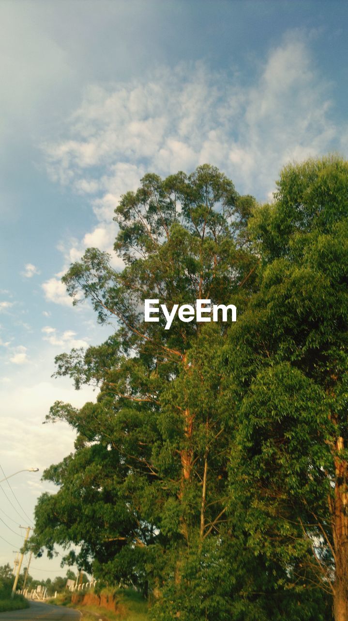 LOW ANGLE VIEW OF TREE AGAINST CLOUDS