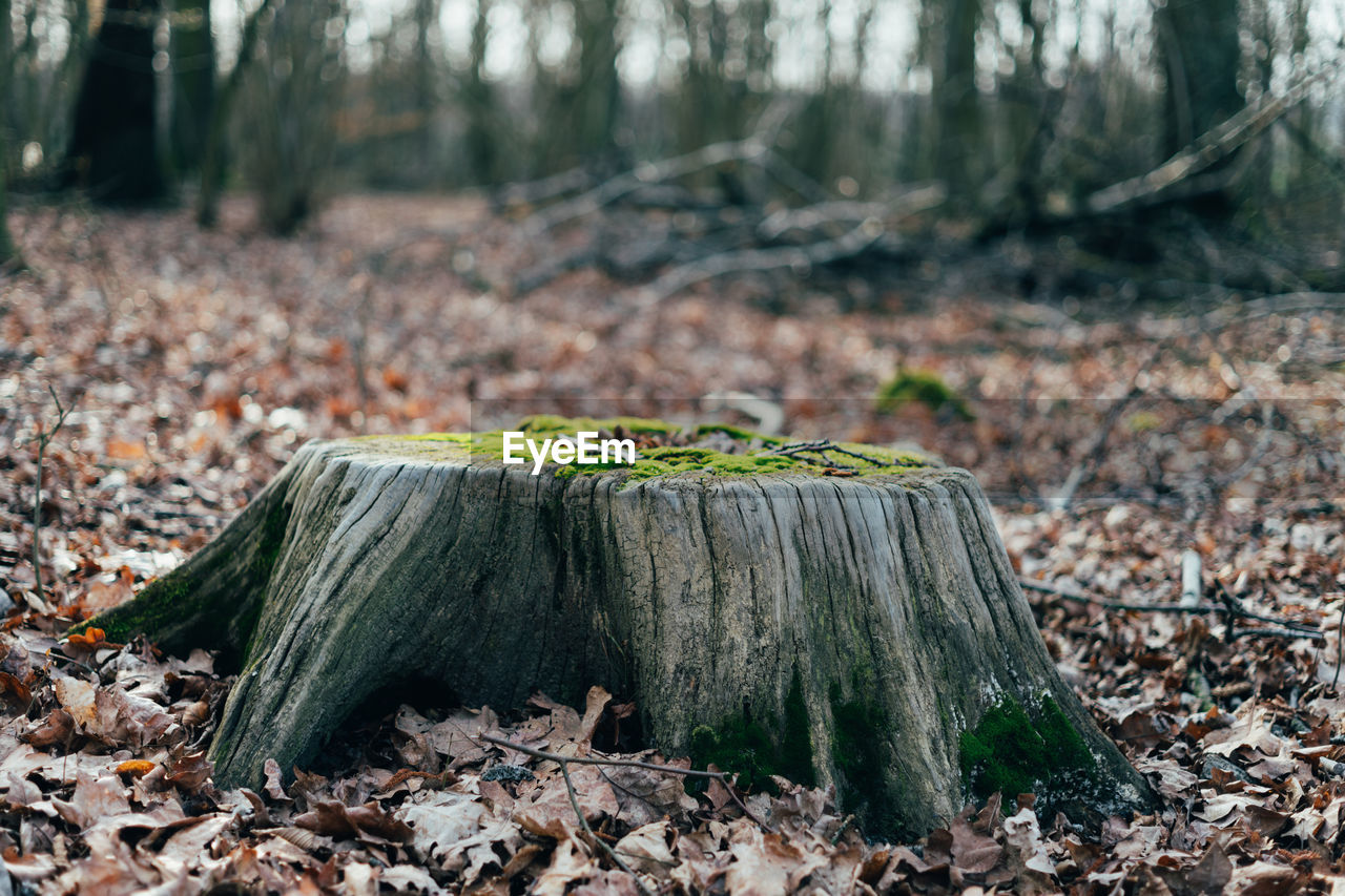 CLOSE-UP OF TREE STUMP