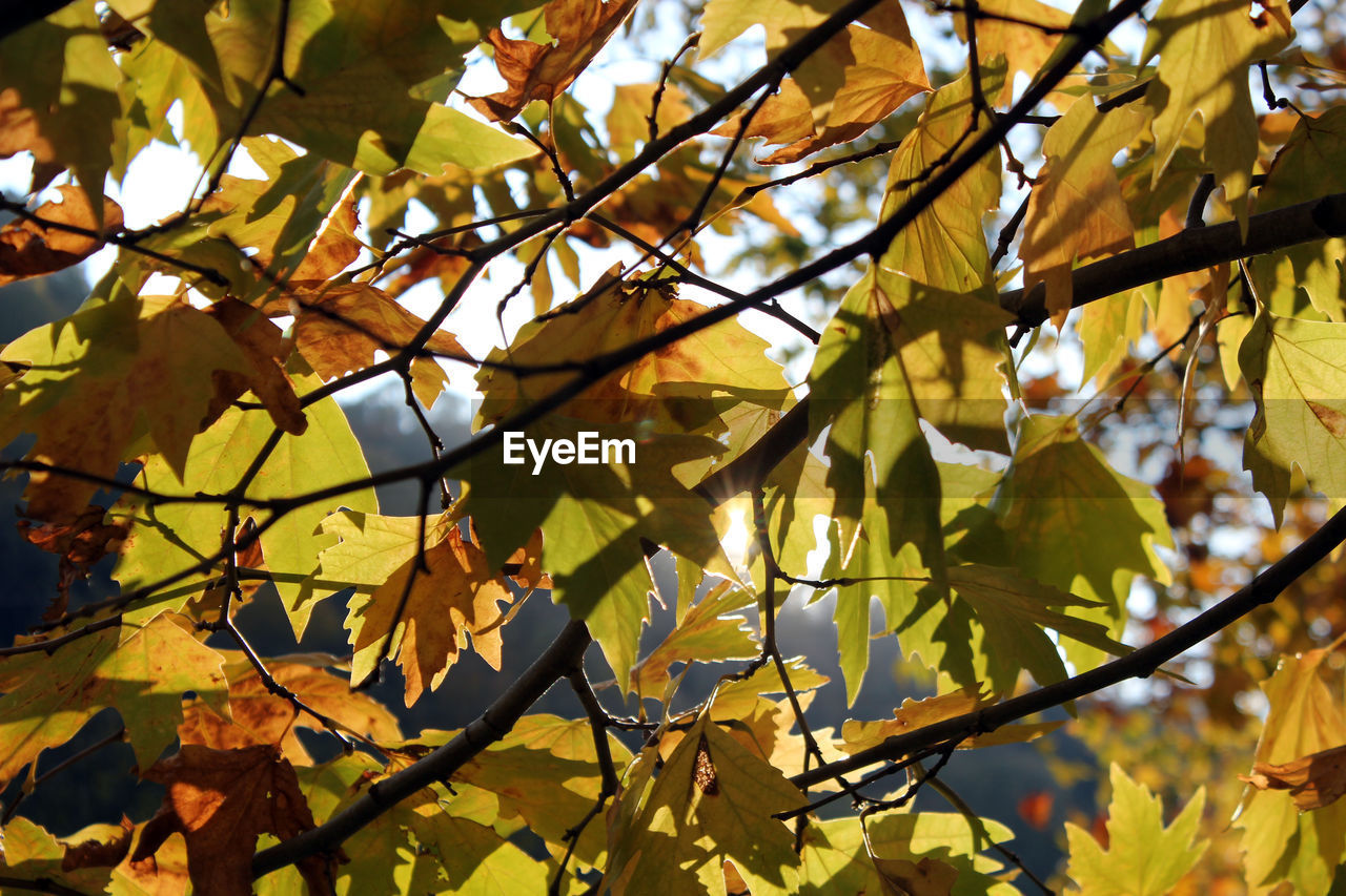 LOW ANGLE VIEW OF AUTUMNAL LEAVES AGAINST TREE