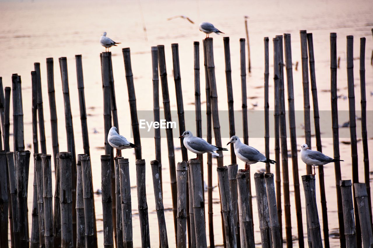 SEAGULLS PERCHING ON TABLE